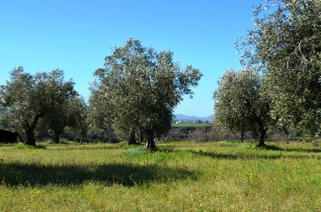 Altro Viterbo 