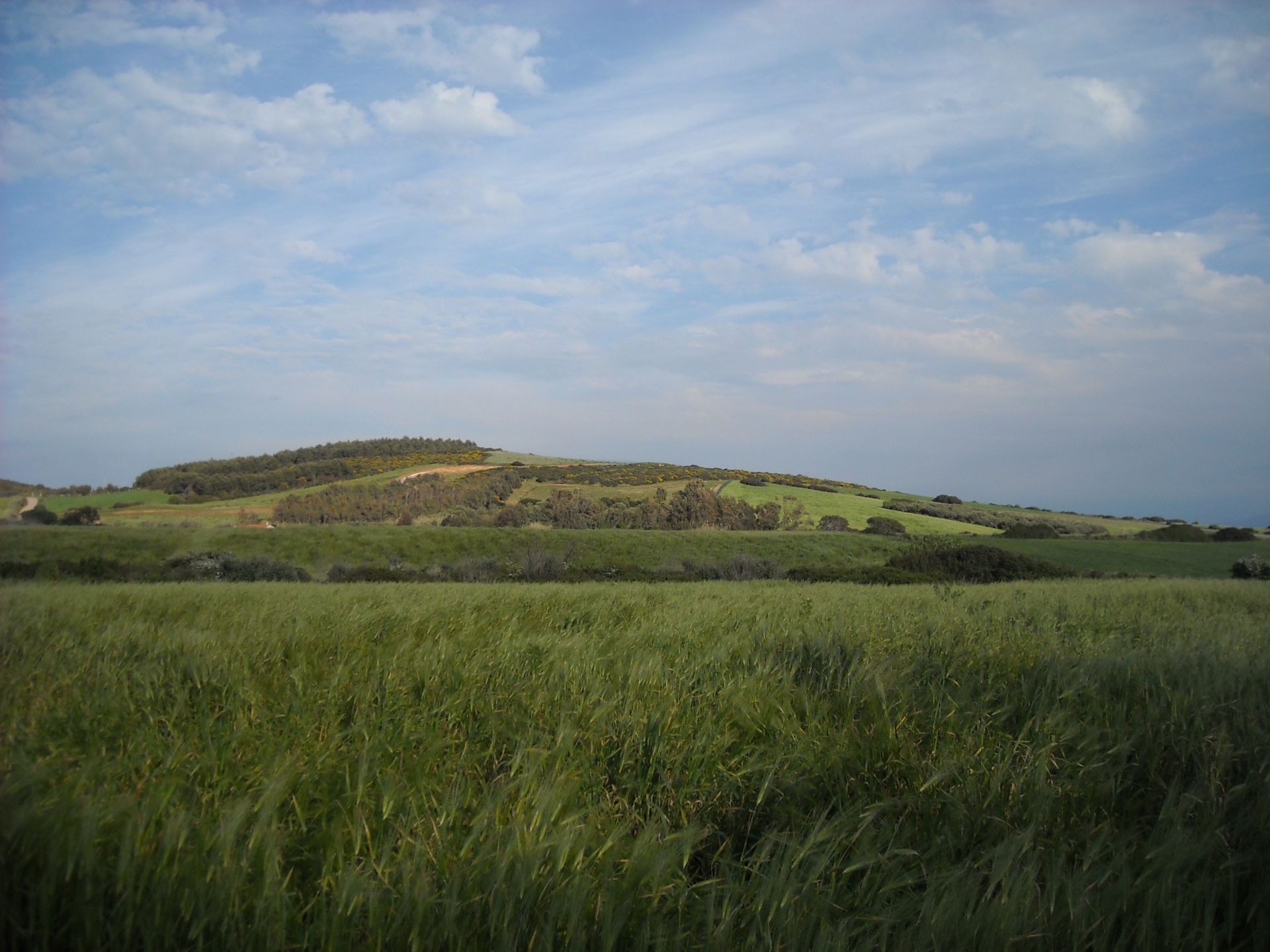 Vendita Terreno Agricolo Narbolia