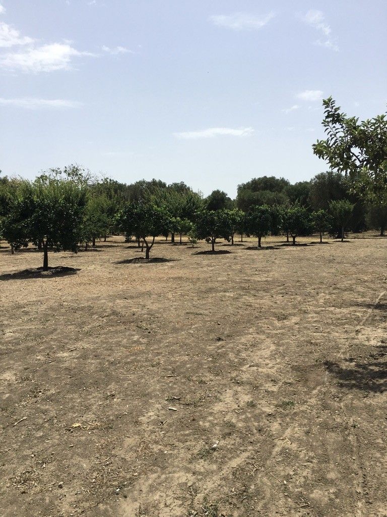 Terreno Agricolo Oria 