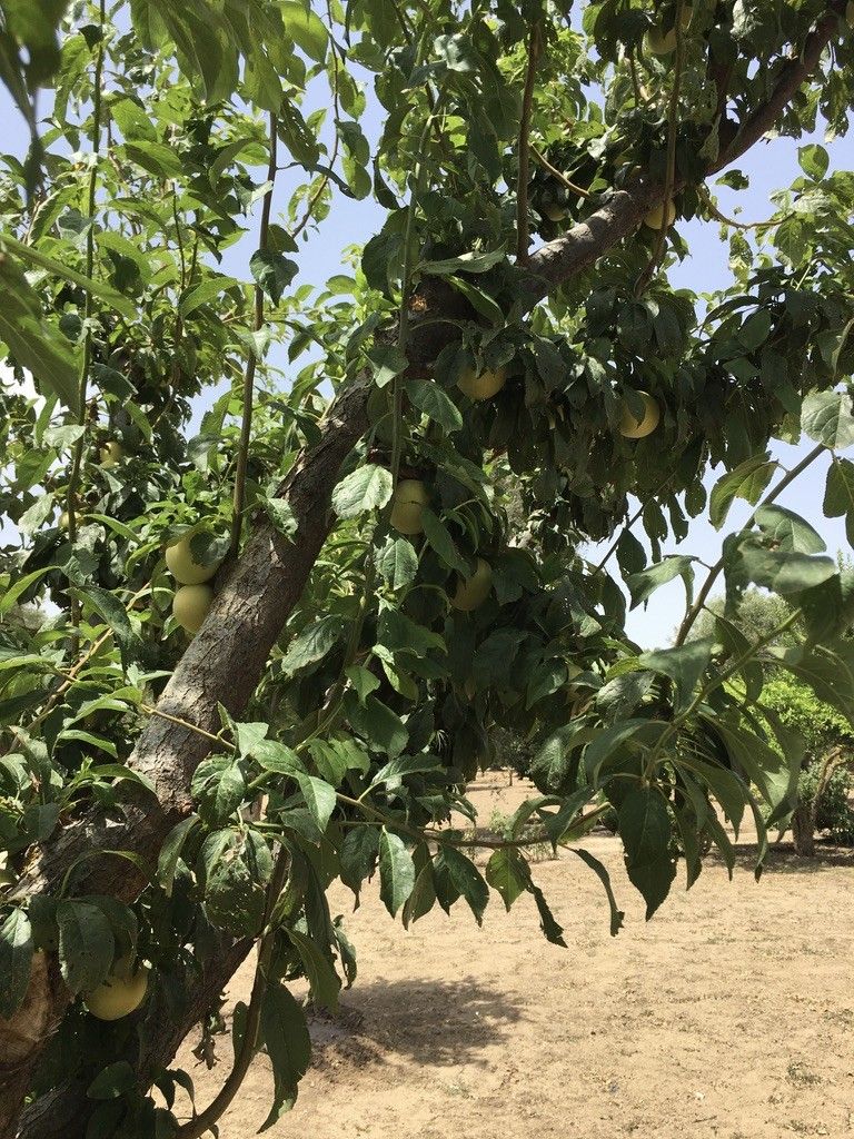 Terreno Agricolo Oria 