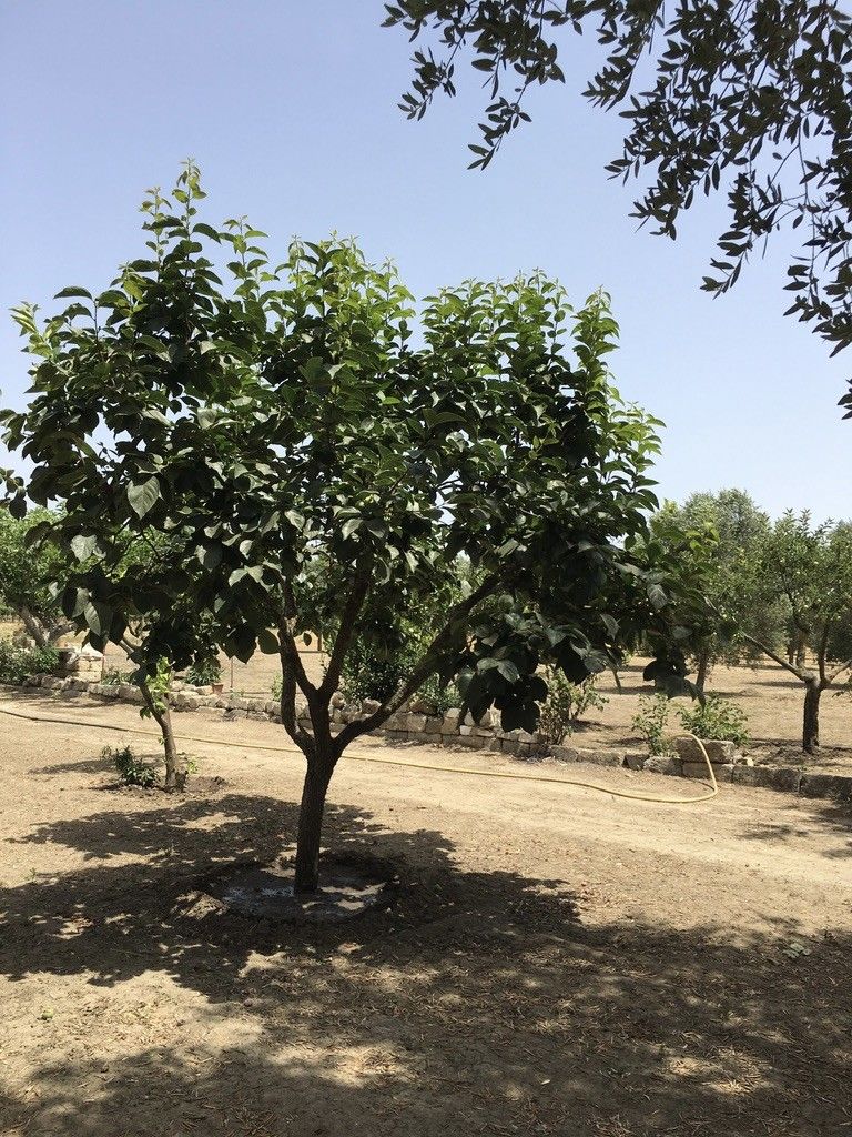 Terreno Agricolo Oria 