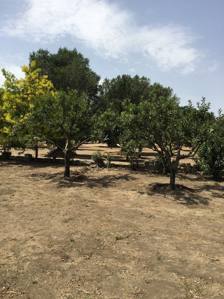 Terreno Agricolo Oria 