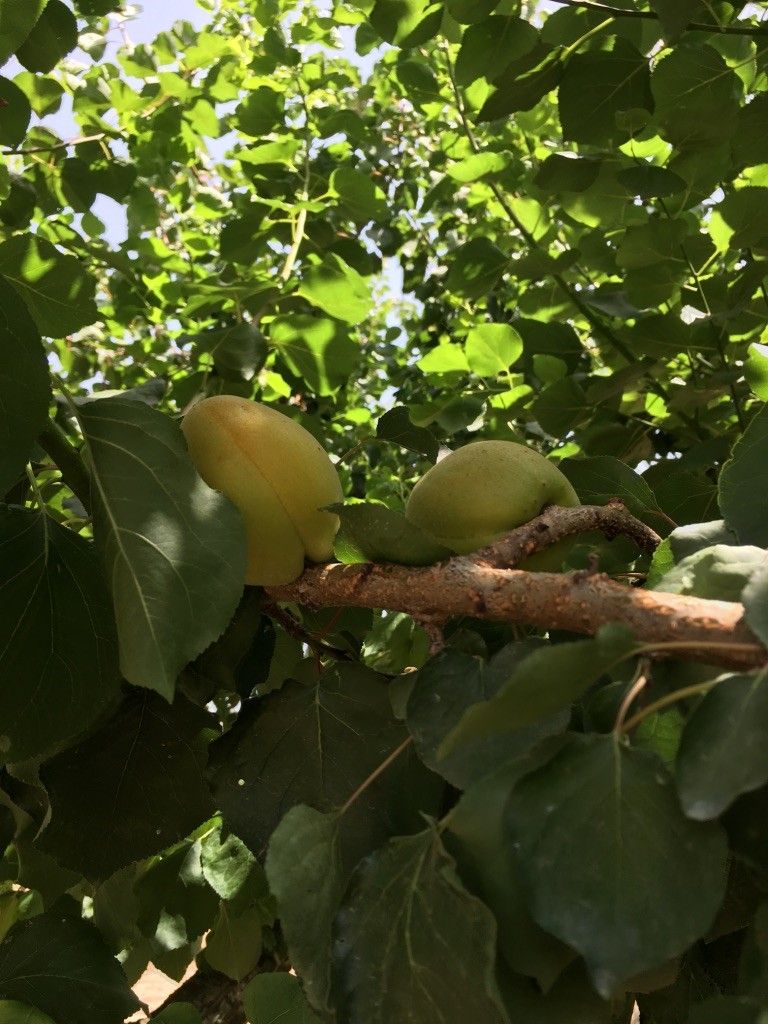 Terreno Agricolo Oria 