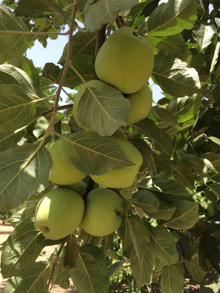 Terreno Agricolo Oria 