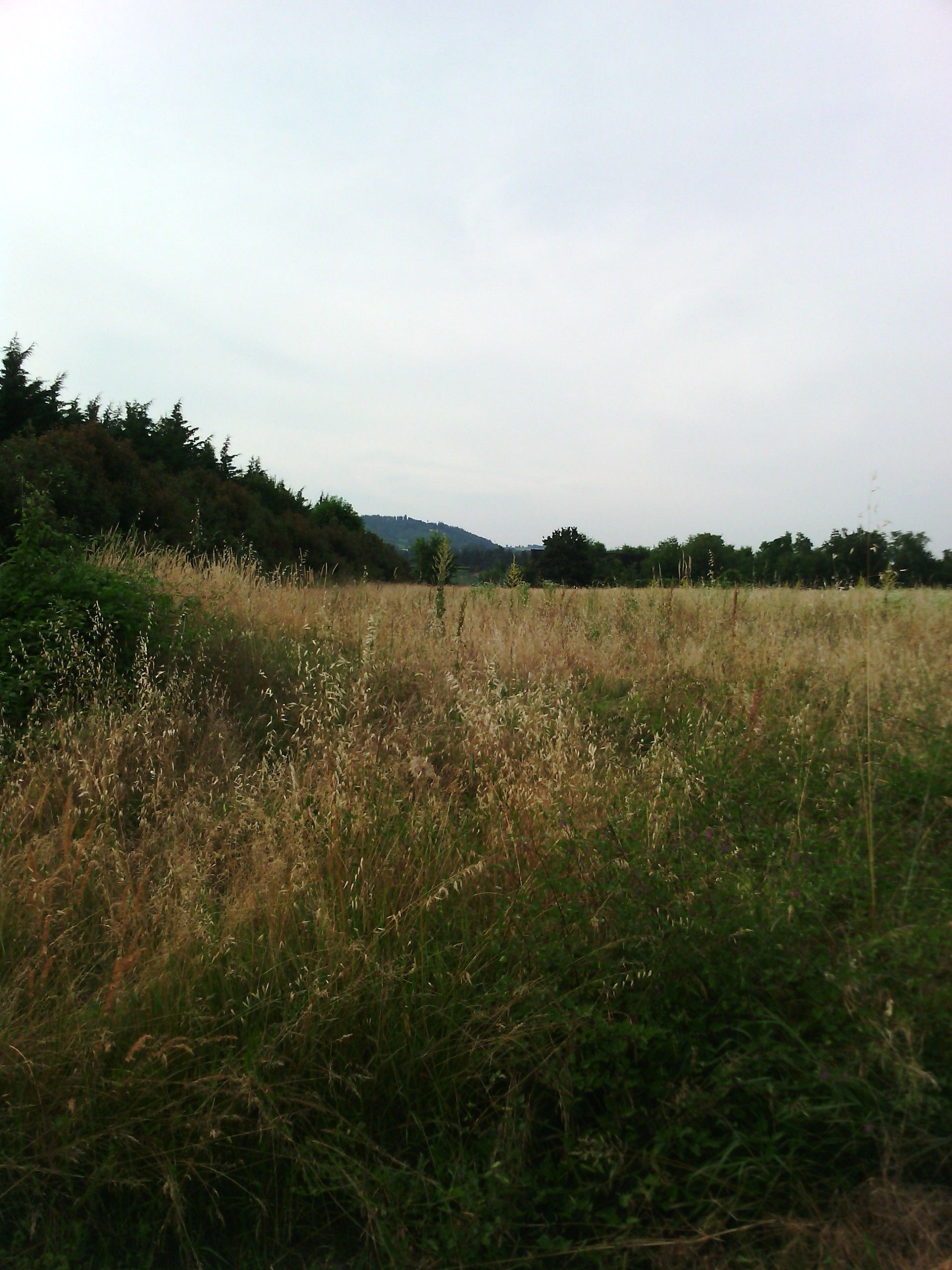 Terreno Agricolo Sasso Marconi 