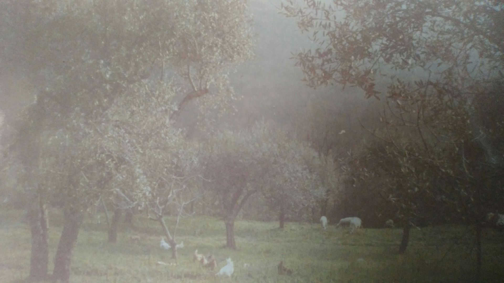 Terreno Agricolo Magliano Vetere 