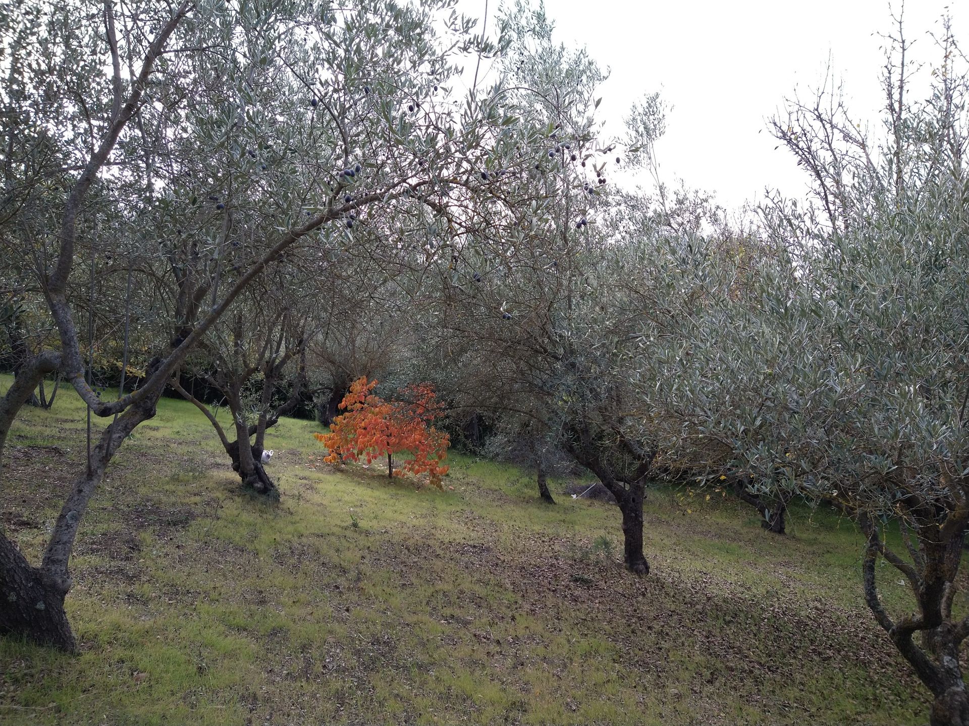 Vendita Terreno Residenziale Nicosia