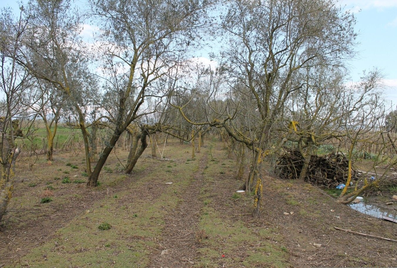 Terreno Agricolo in Vendita Sessa Aurunca