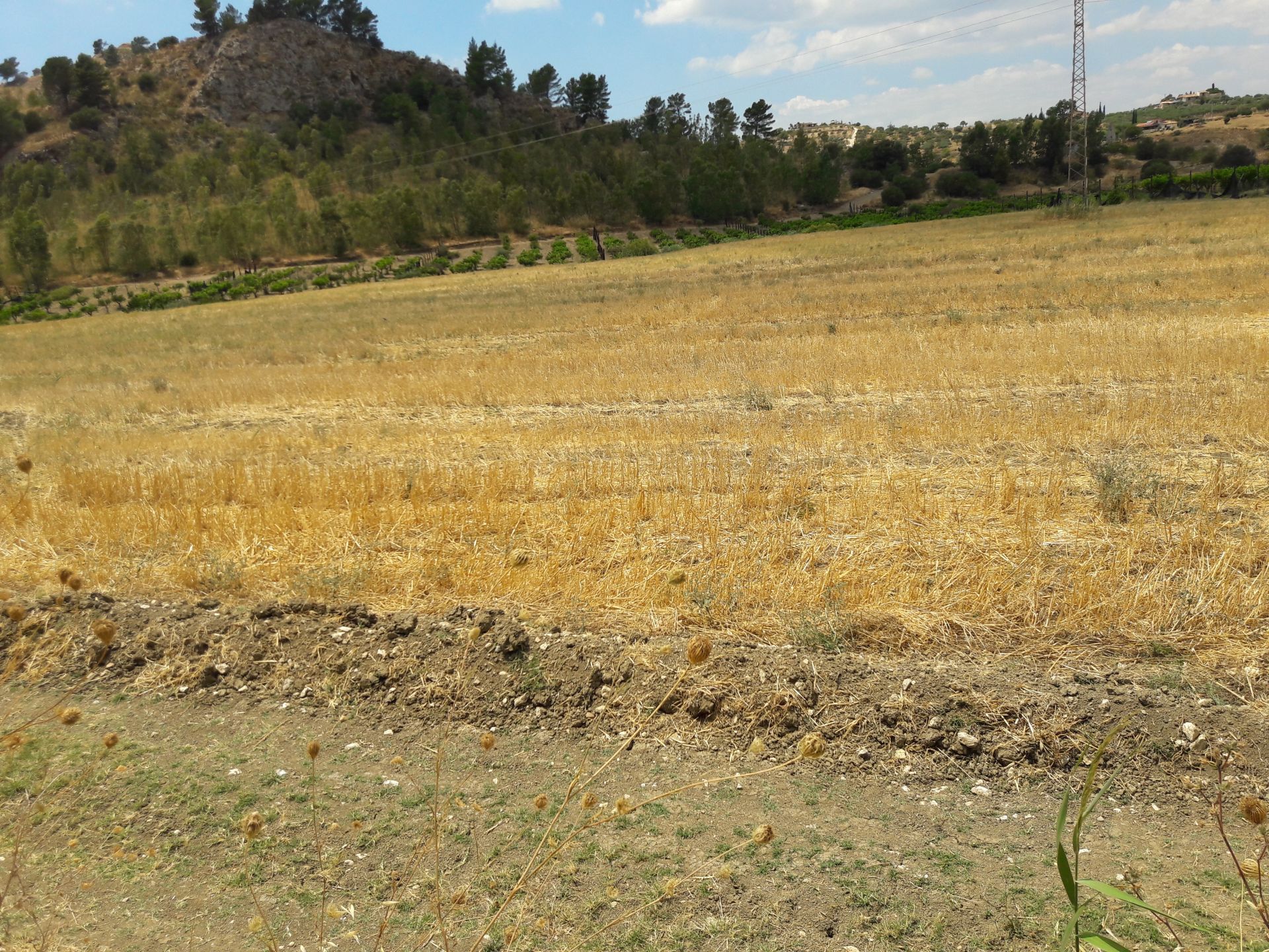 Vendita Terreno Agricolo Cattolica Eraclea