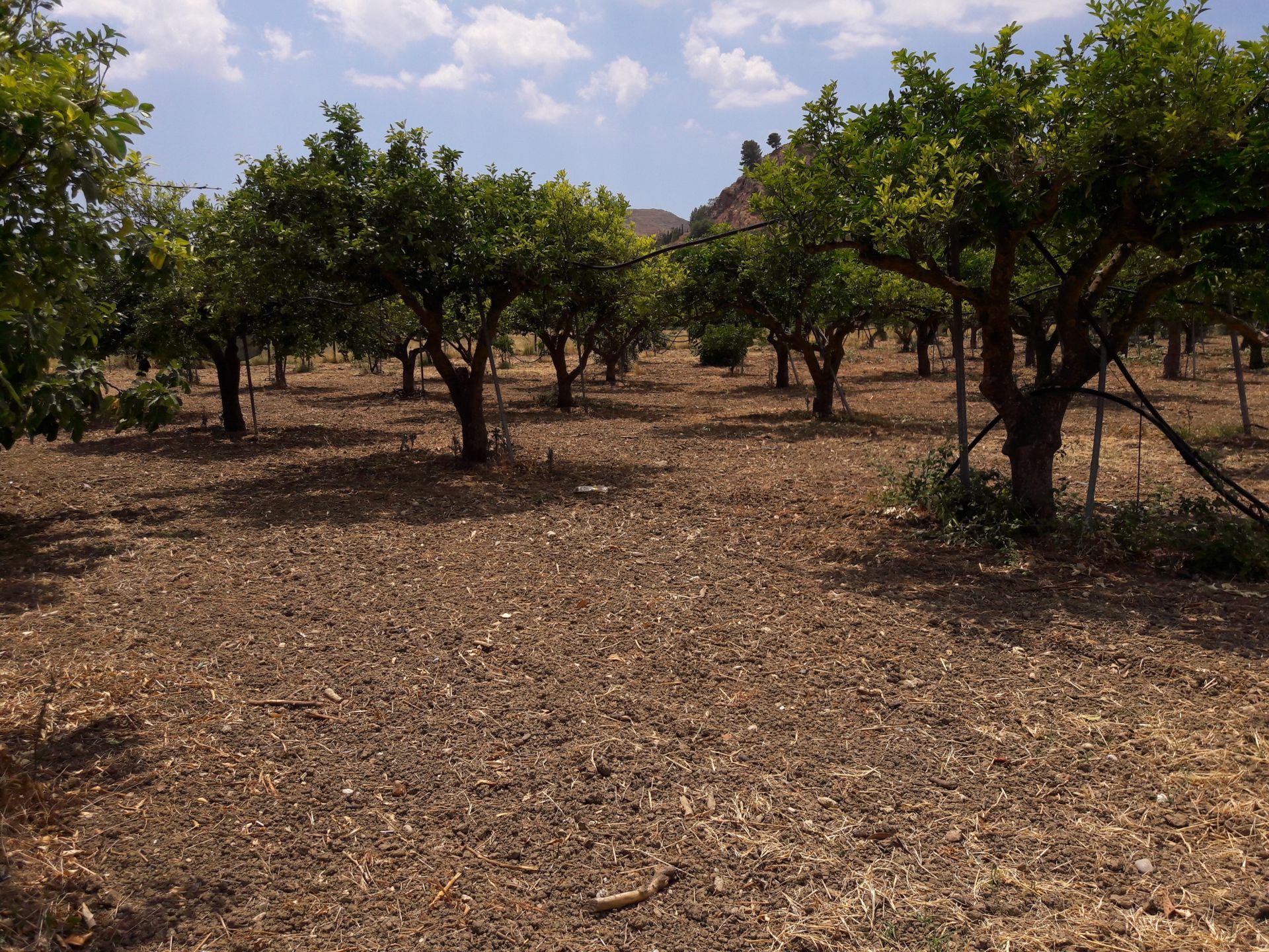 Vendita Terreno Agricolo Cattolica Eraclea