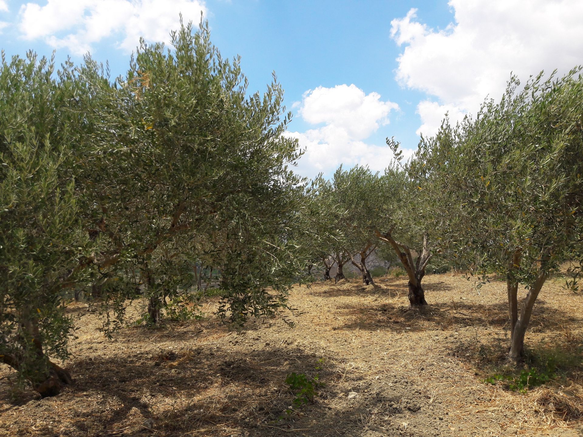 Vendita Terreno Agricolo Cattolica Eraclea