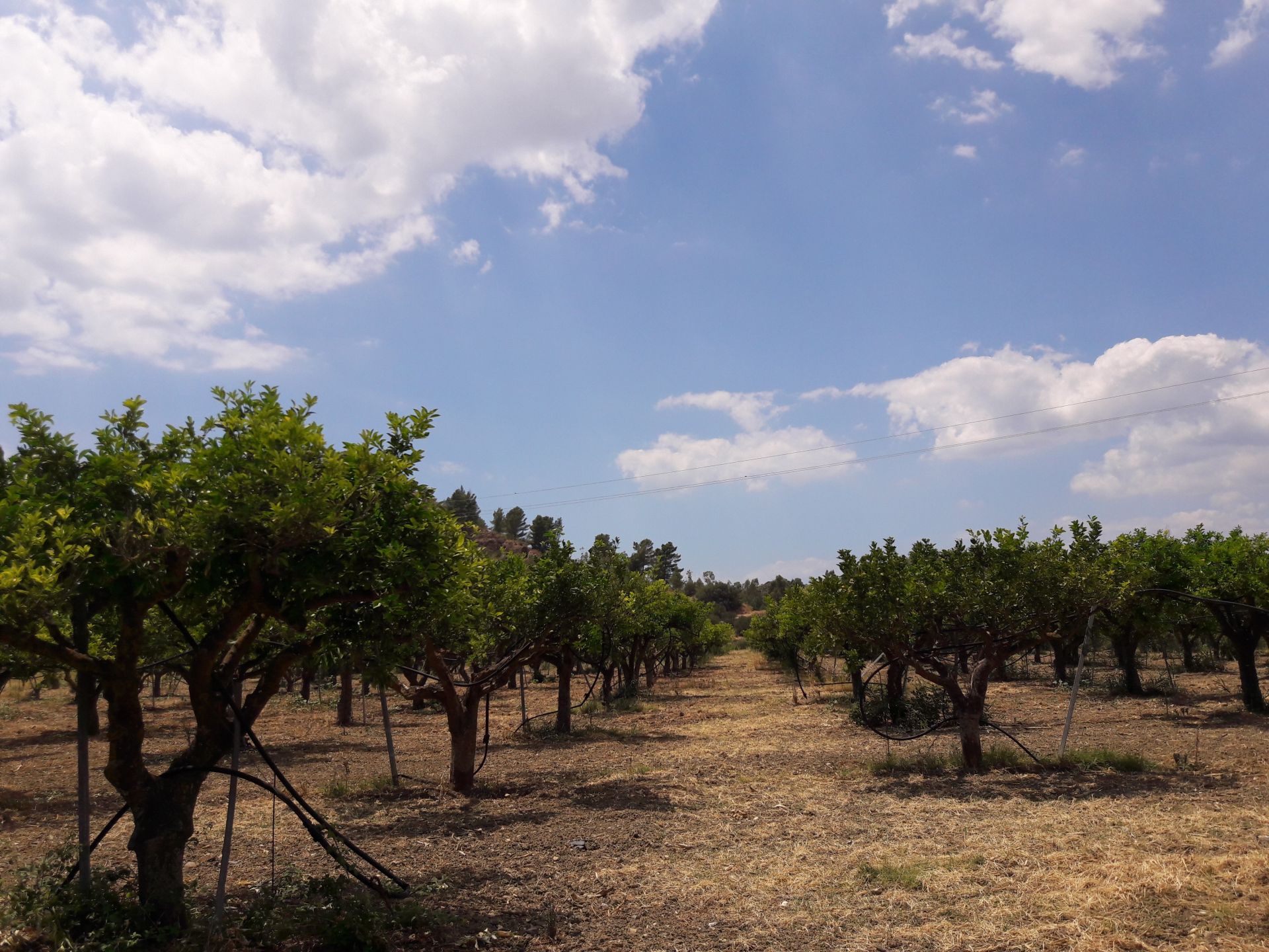 Terreno Agricolo in Vendita Cattolica Eraclea