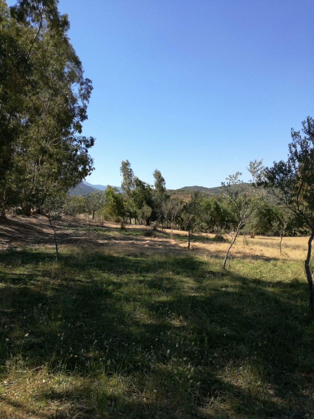 Terreno Agricolo Tortolì 