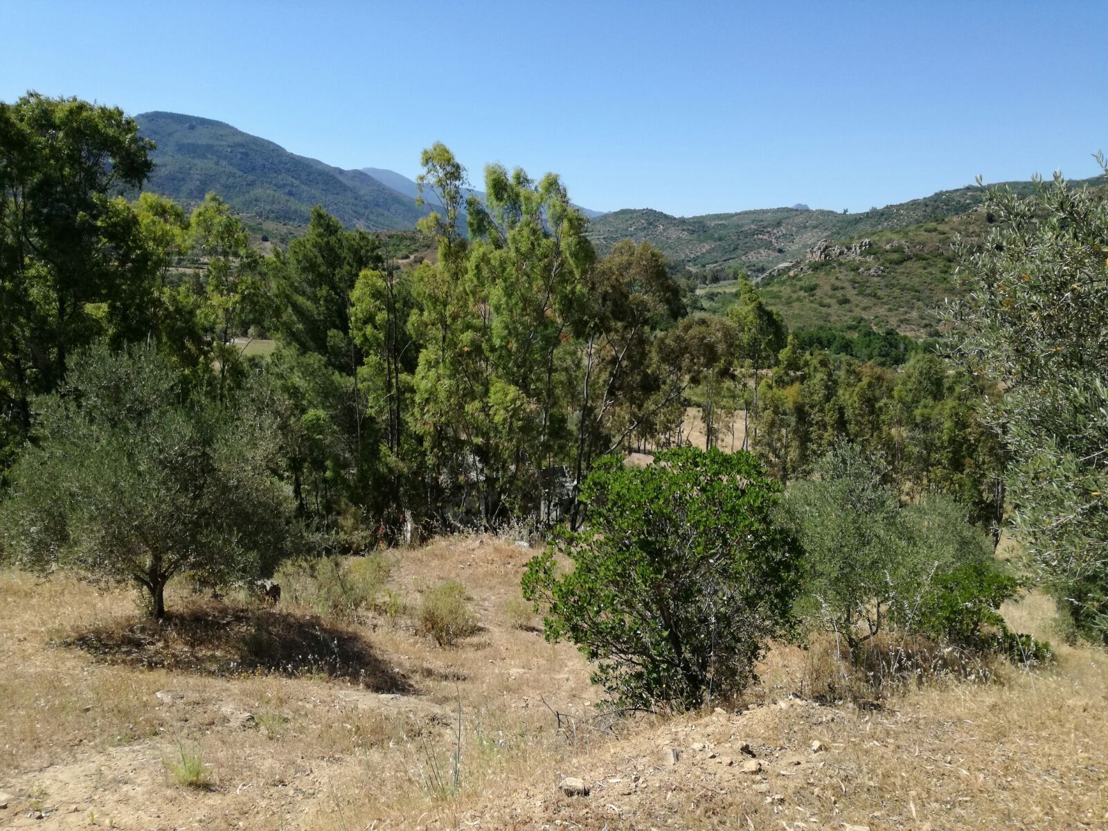 Terreno Agricolo Tortolì 