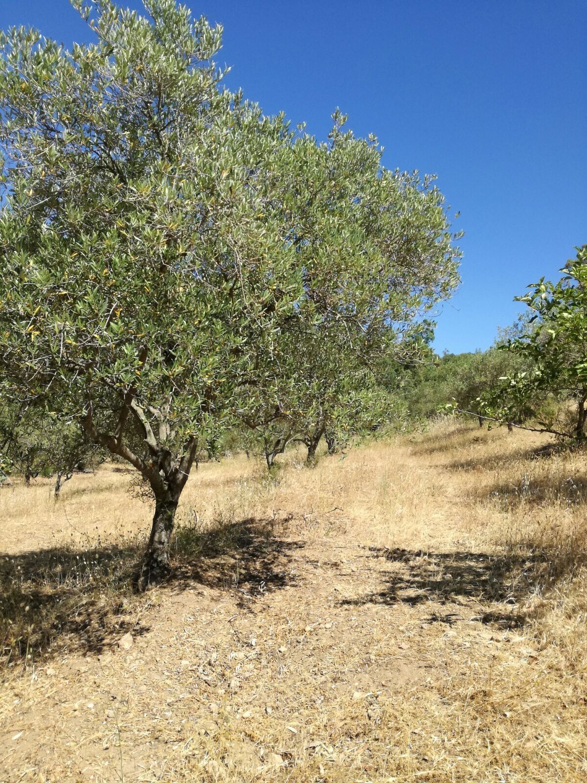 Terreno Agricolo Tortolì 