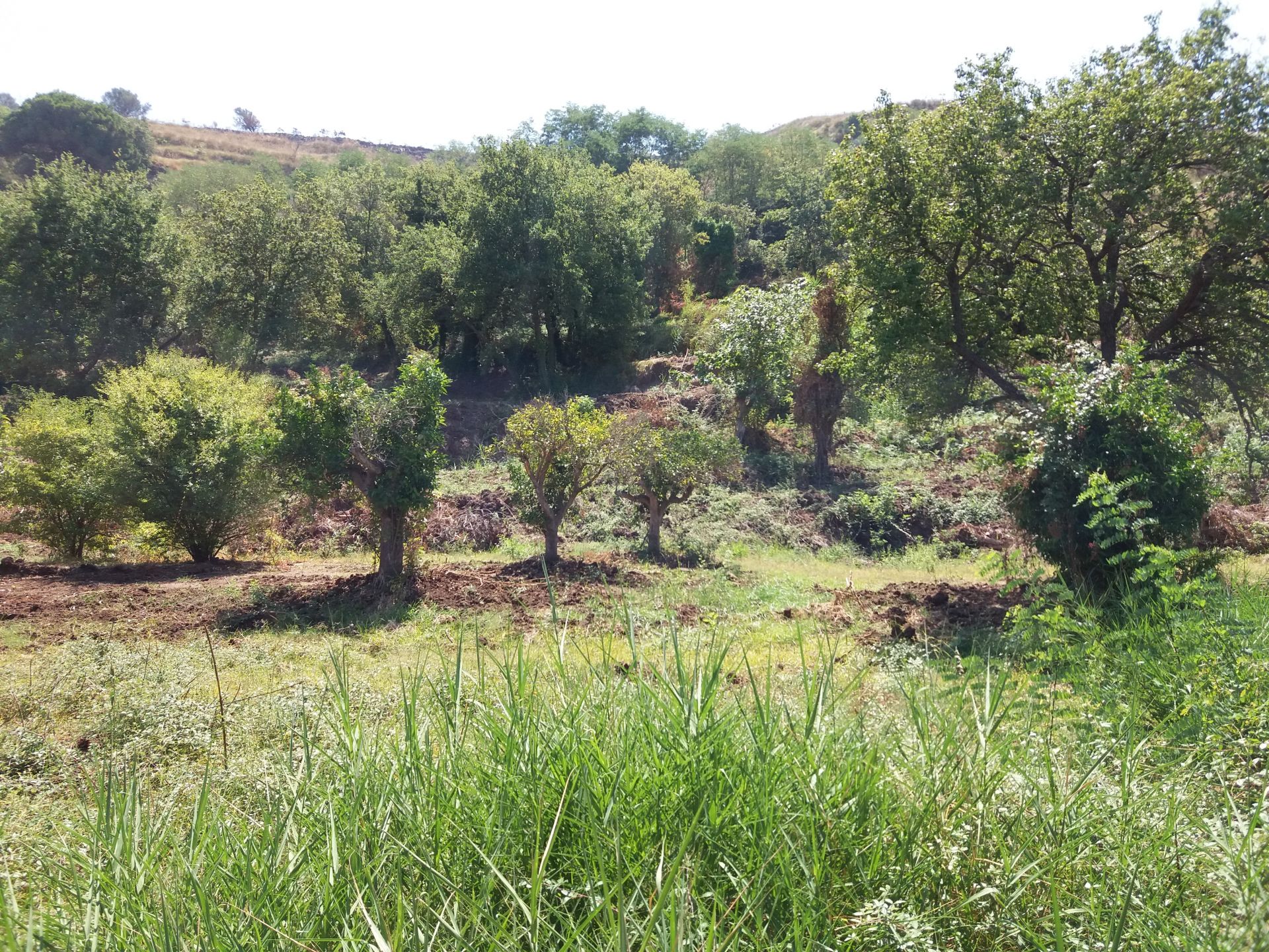 Vendita Terreno Agricolo Tropea