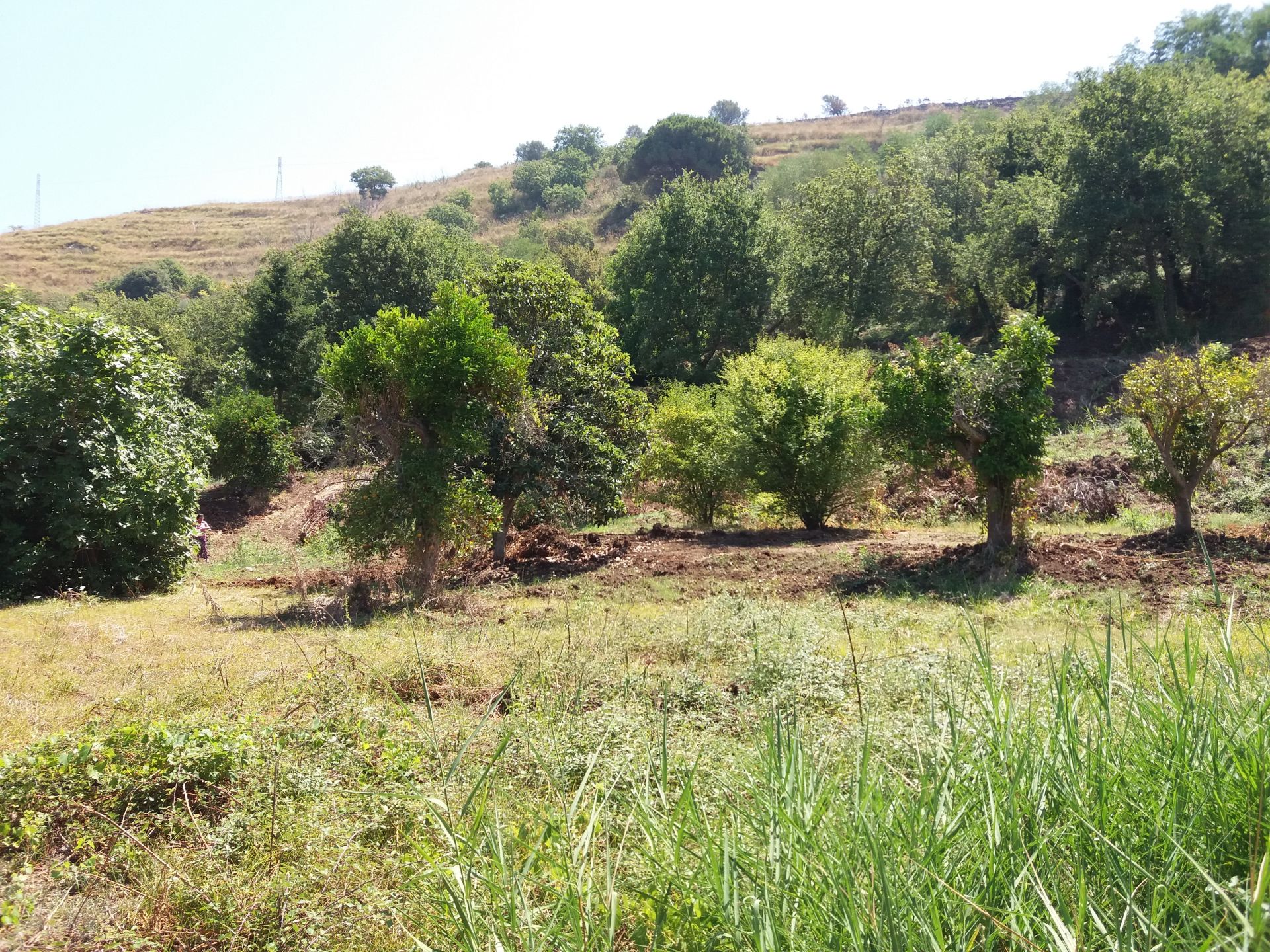 Terreno Agricolo Tropea 