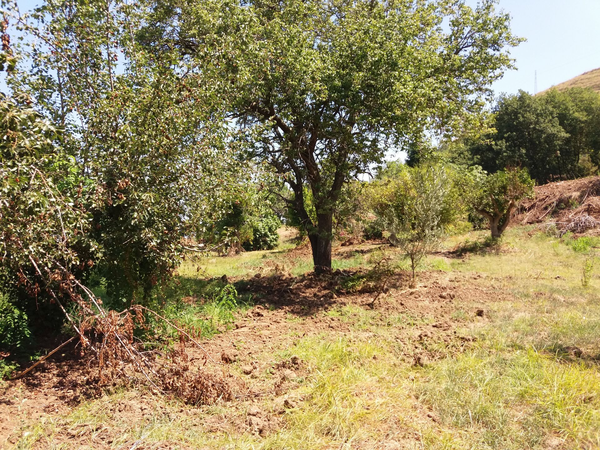 Vendita Terreno Agricolo Tropea