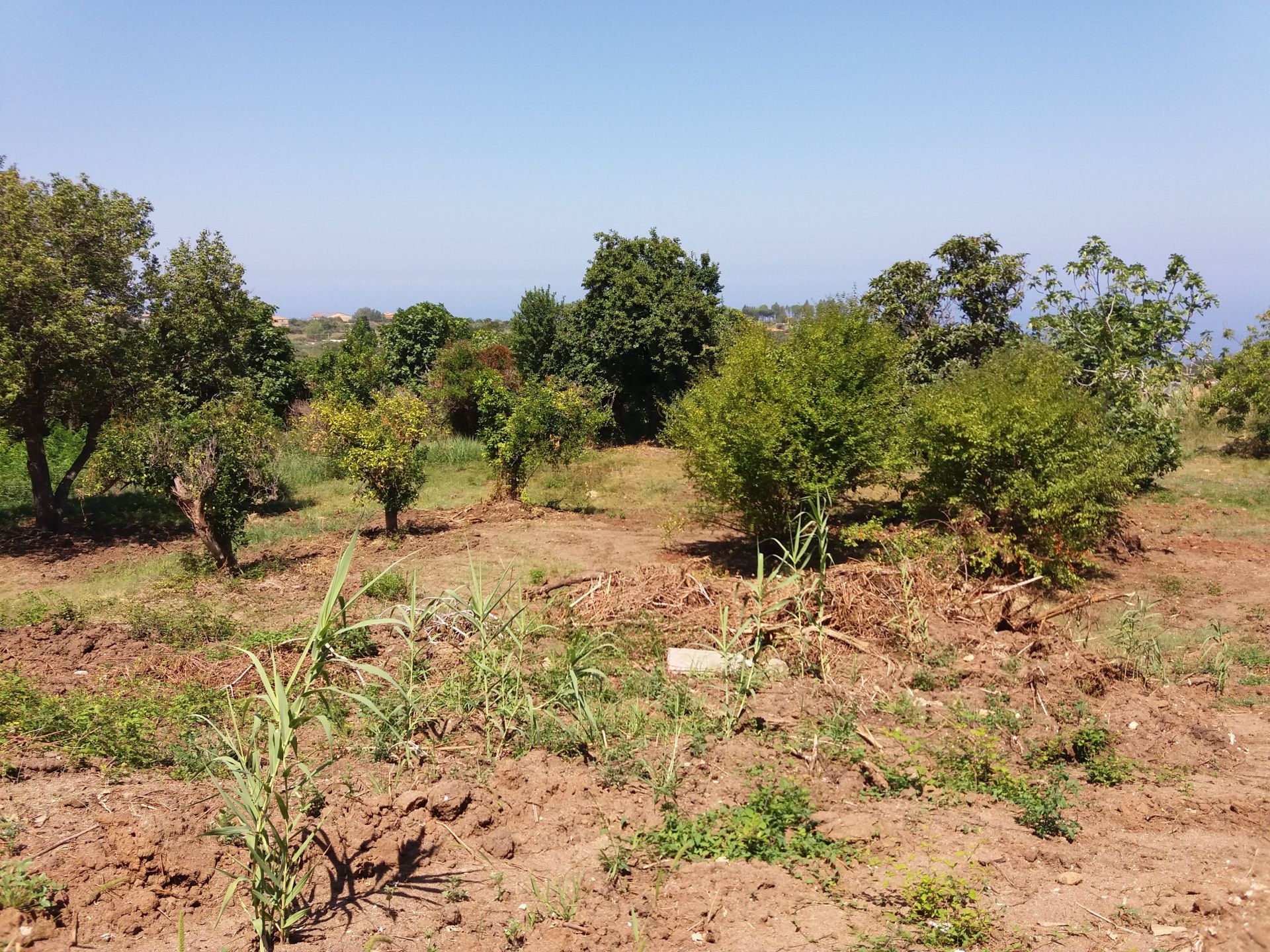 Terreno Agricolo Tropea 