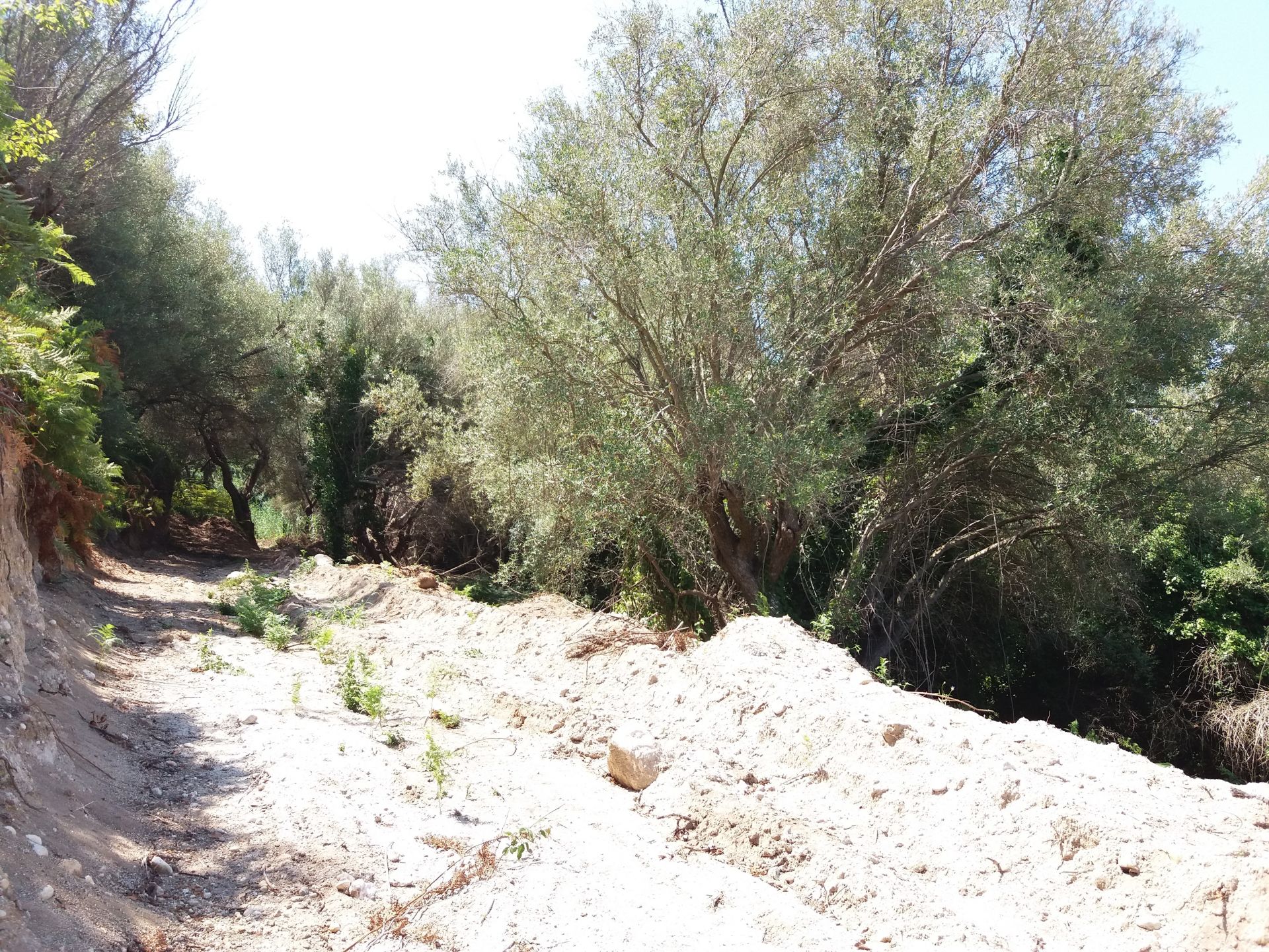 Vendita Terreno Agricolo Tropea