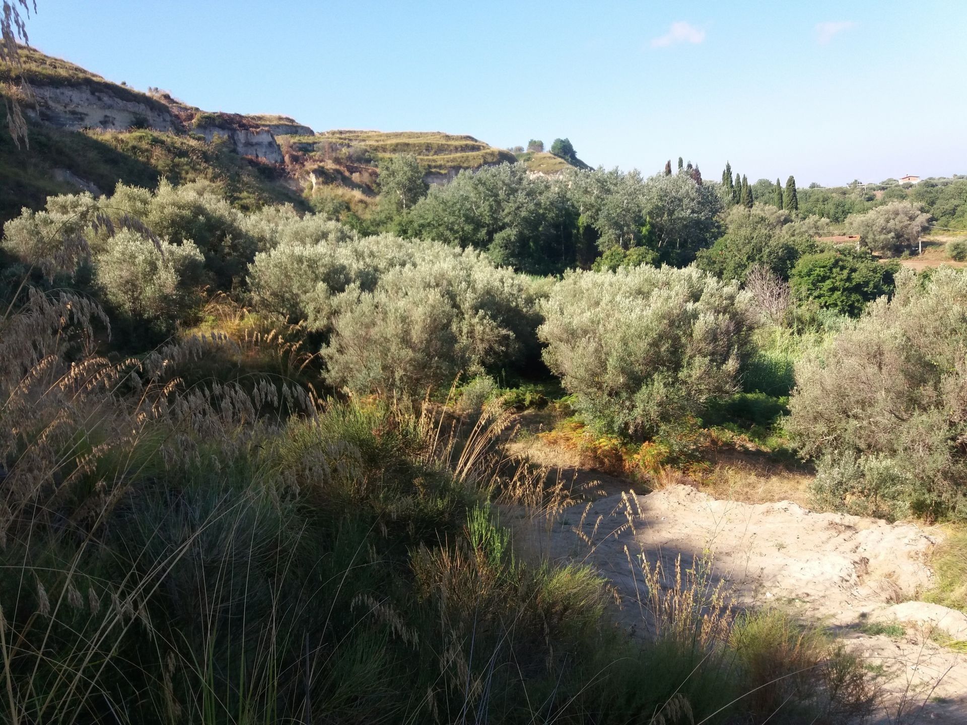 Vendita Terreno Agricolo Tropea