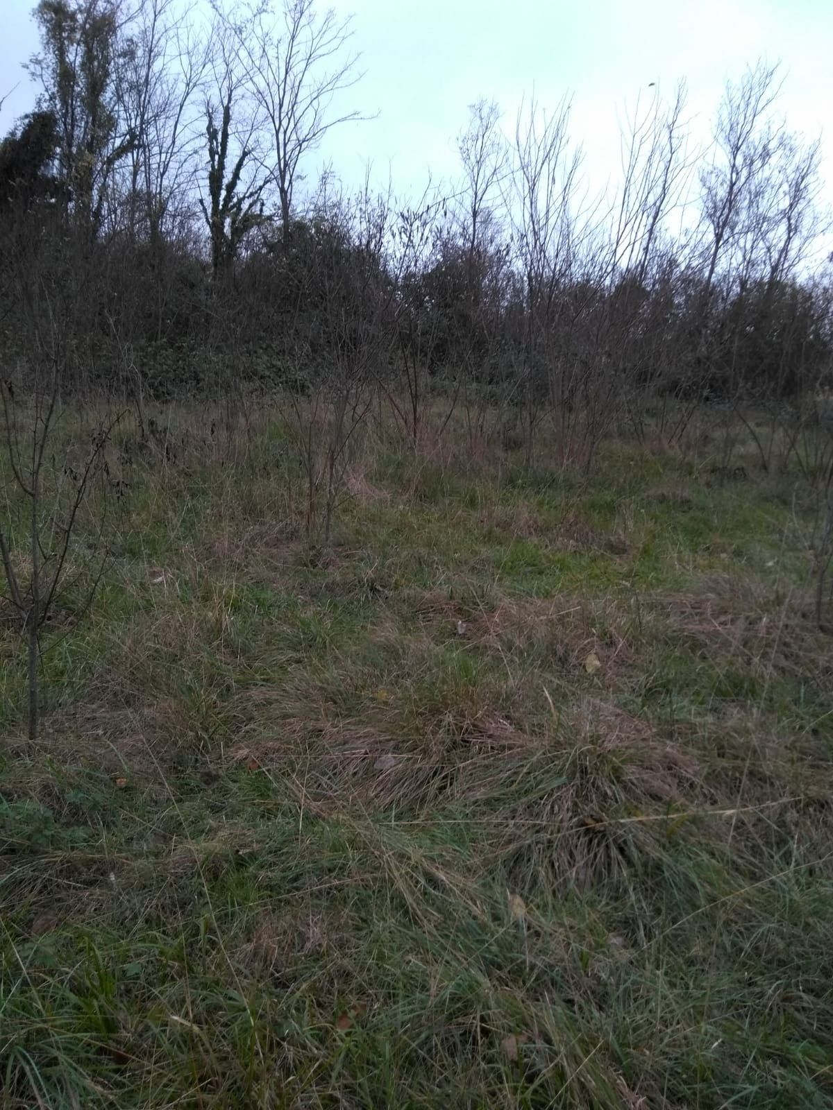 Terreno Agricolo San Vito al Tagliamento 