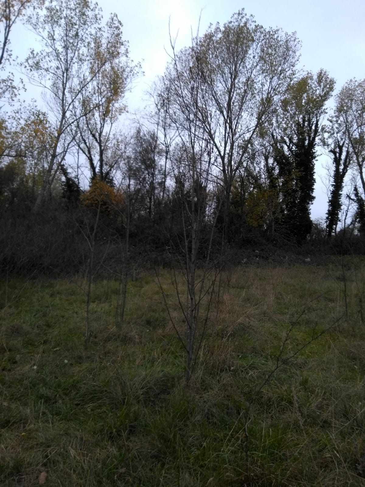 Terreno Agricolo San Vito al Tagliamento 