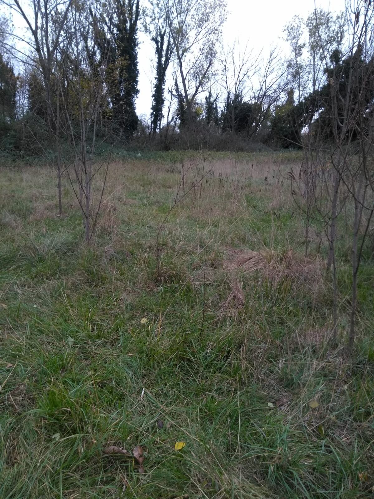 Terreno Agricolo San Vito al Tagliamento 