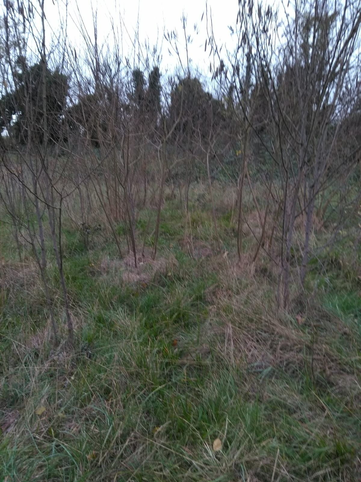 Terreno Agricolo San Vito al Tagliamento 