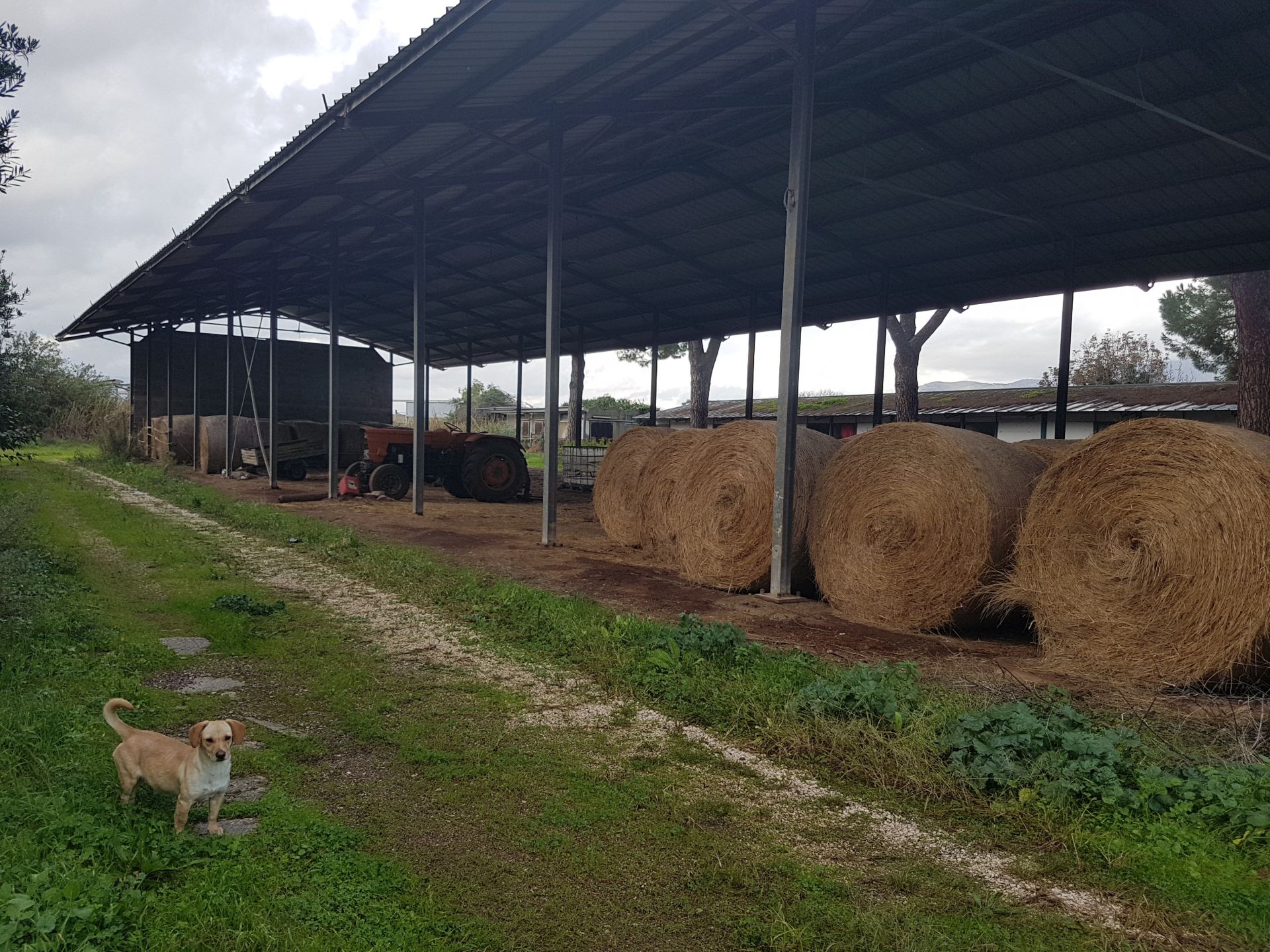 Terreno Agricolo Cisterna di Latina 