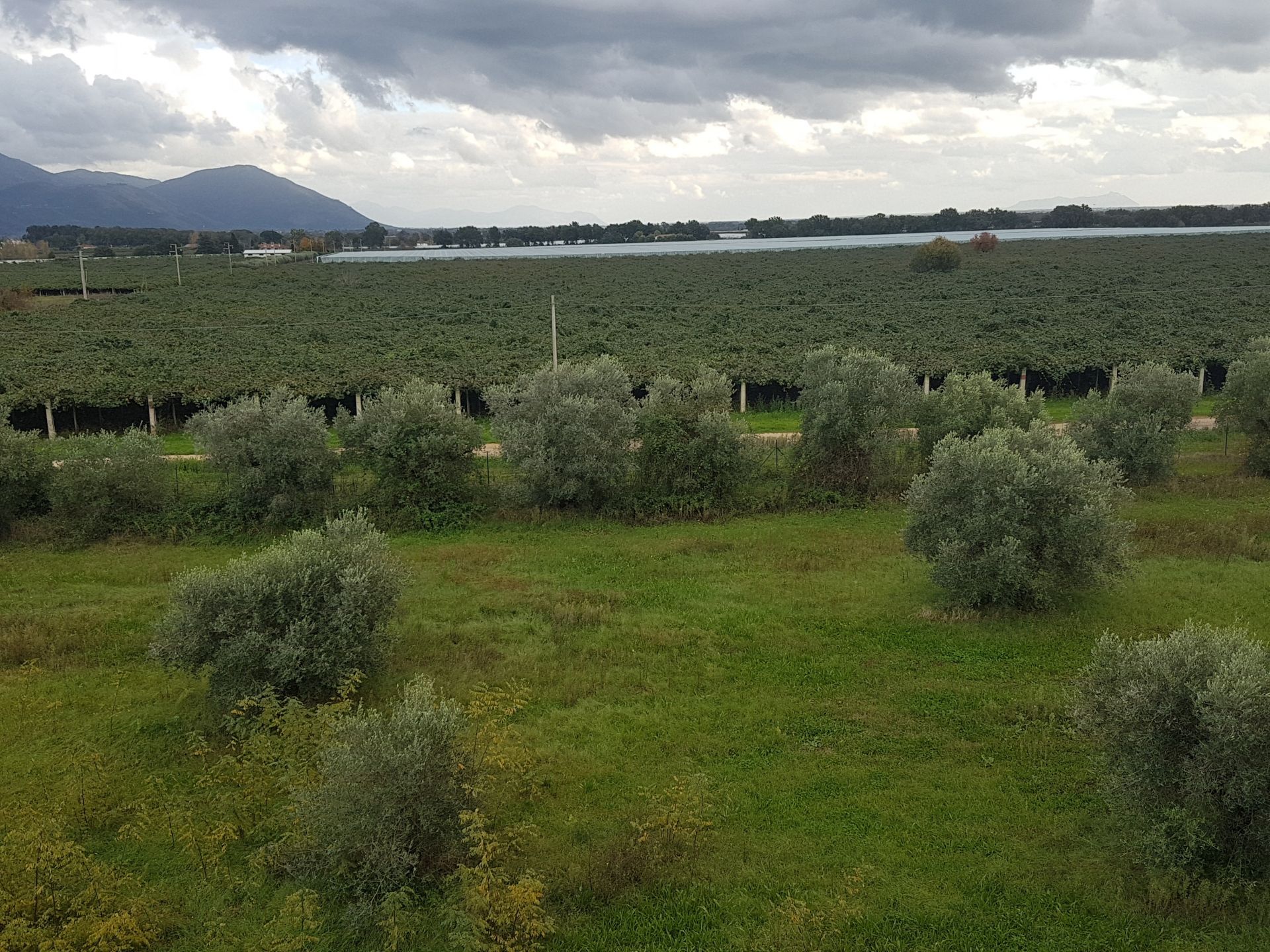 Terreno Agricolo Cisterna di Latina 