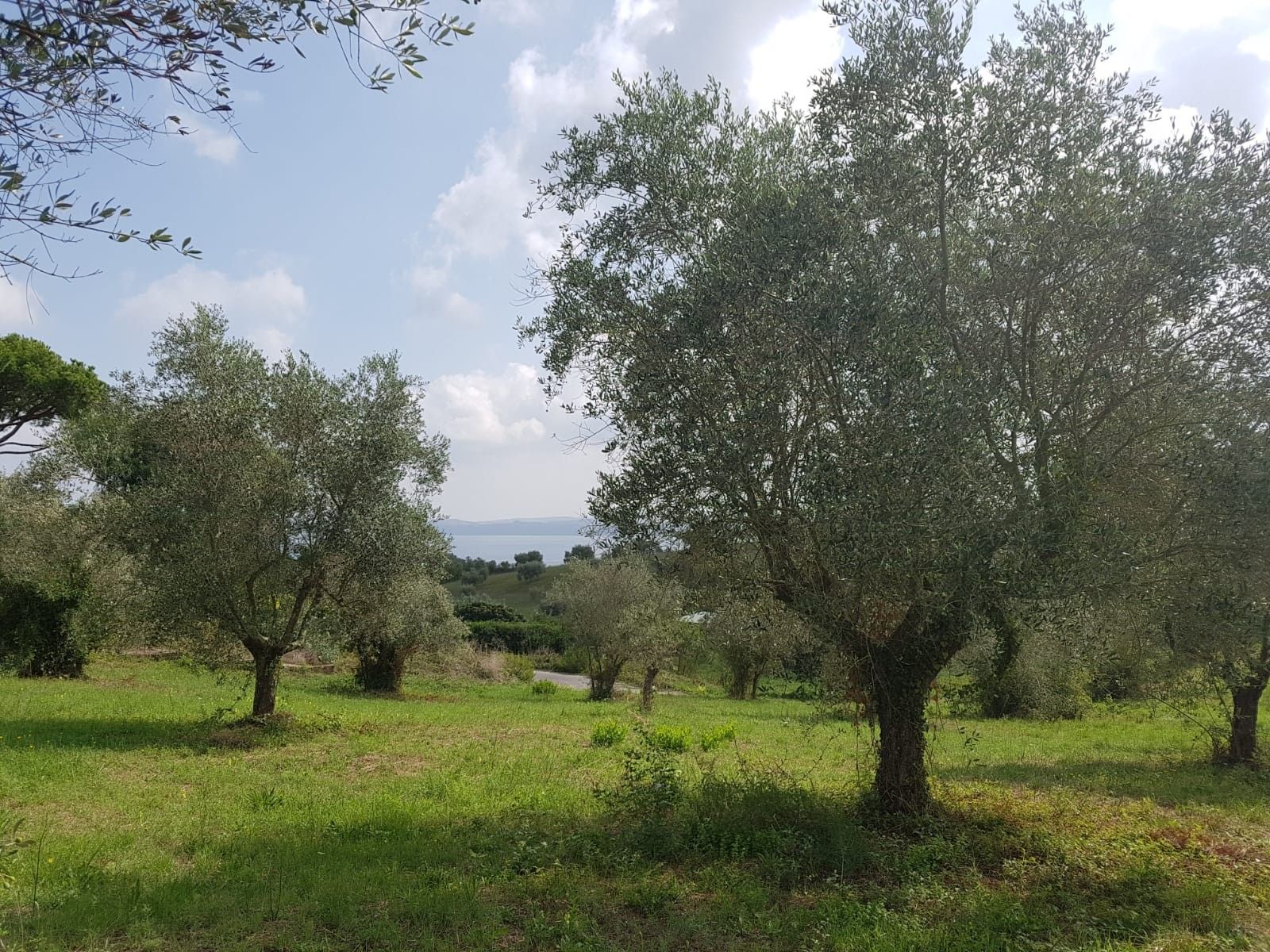 Vendita Terreno edificabile Bracciano