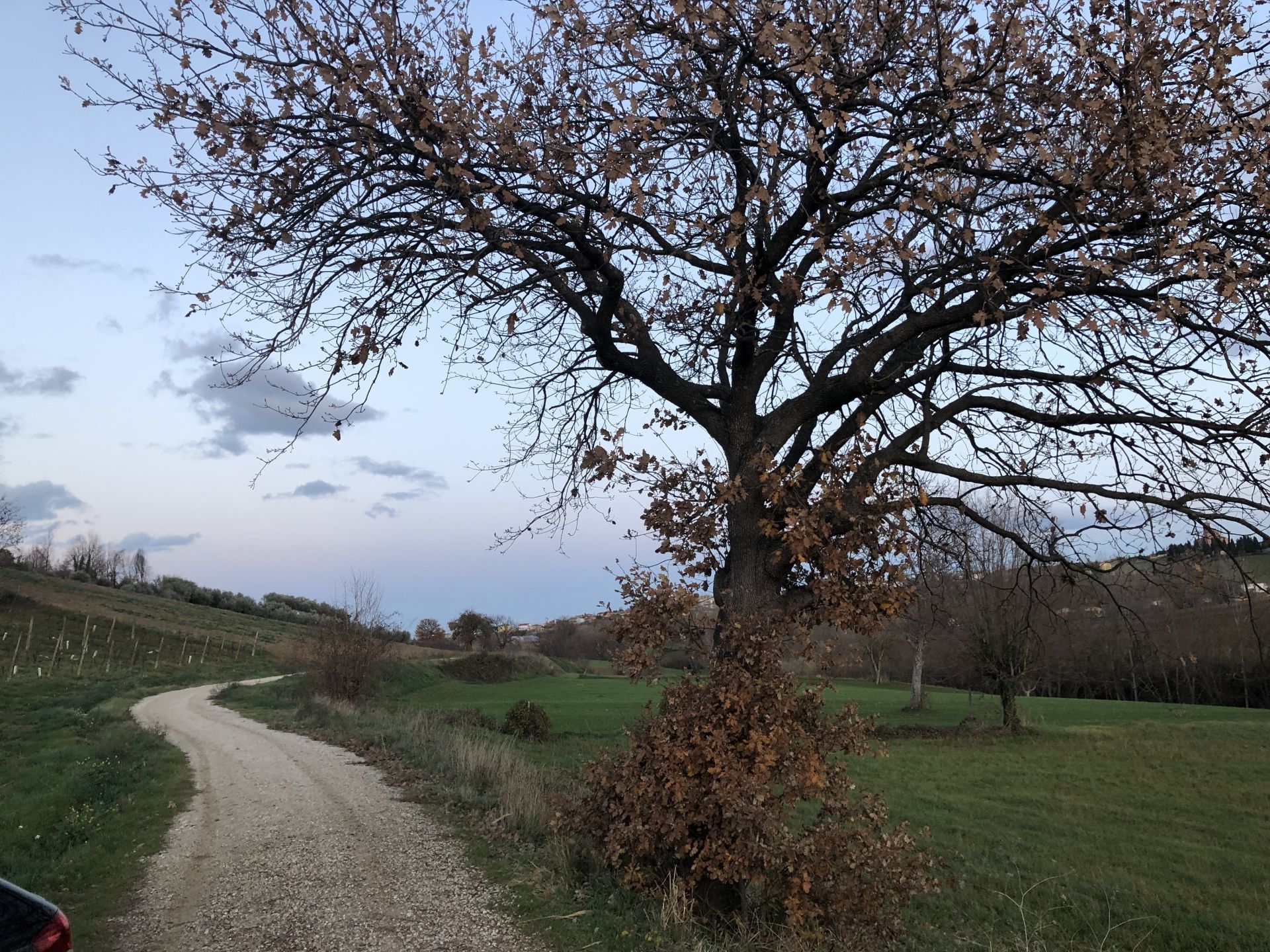 Altro Coriano 