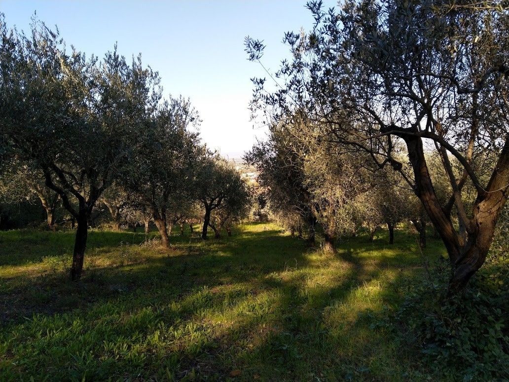 Terreno Agricolo Albanella 