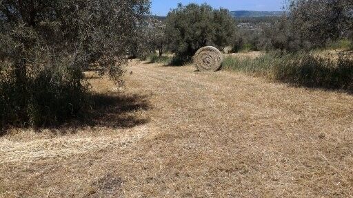 Terreno Agricolo Sortino 