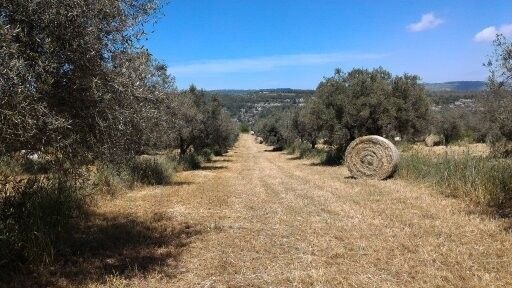 Vendita Terreno Agricolo Sortino