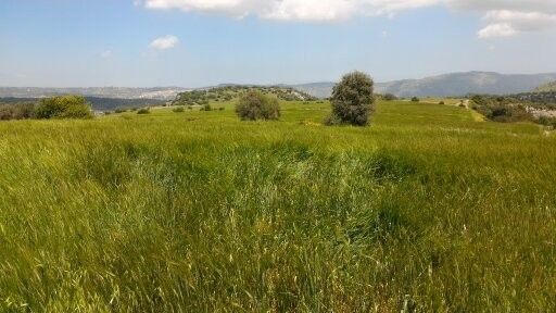 Terreno Agricolo Sortino 