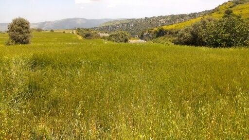 Terreno Agricolo Sortino 