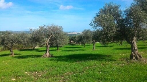 Vendita Terreno Agricolo Sortino