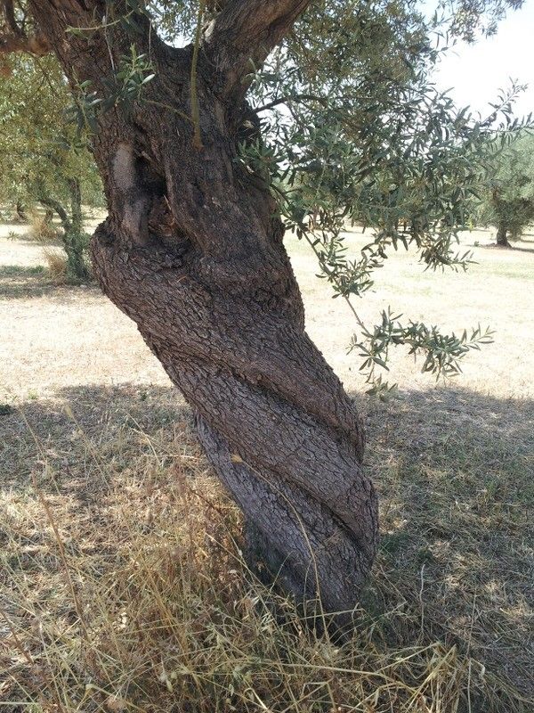 Vendita Terreno Agricolo Sortino