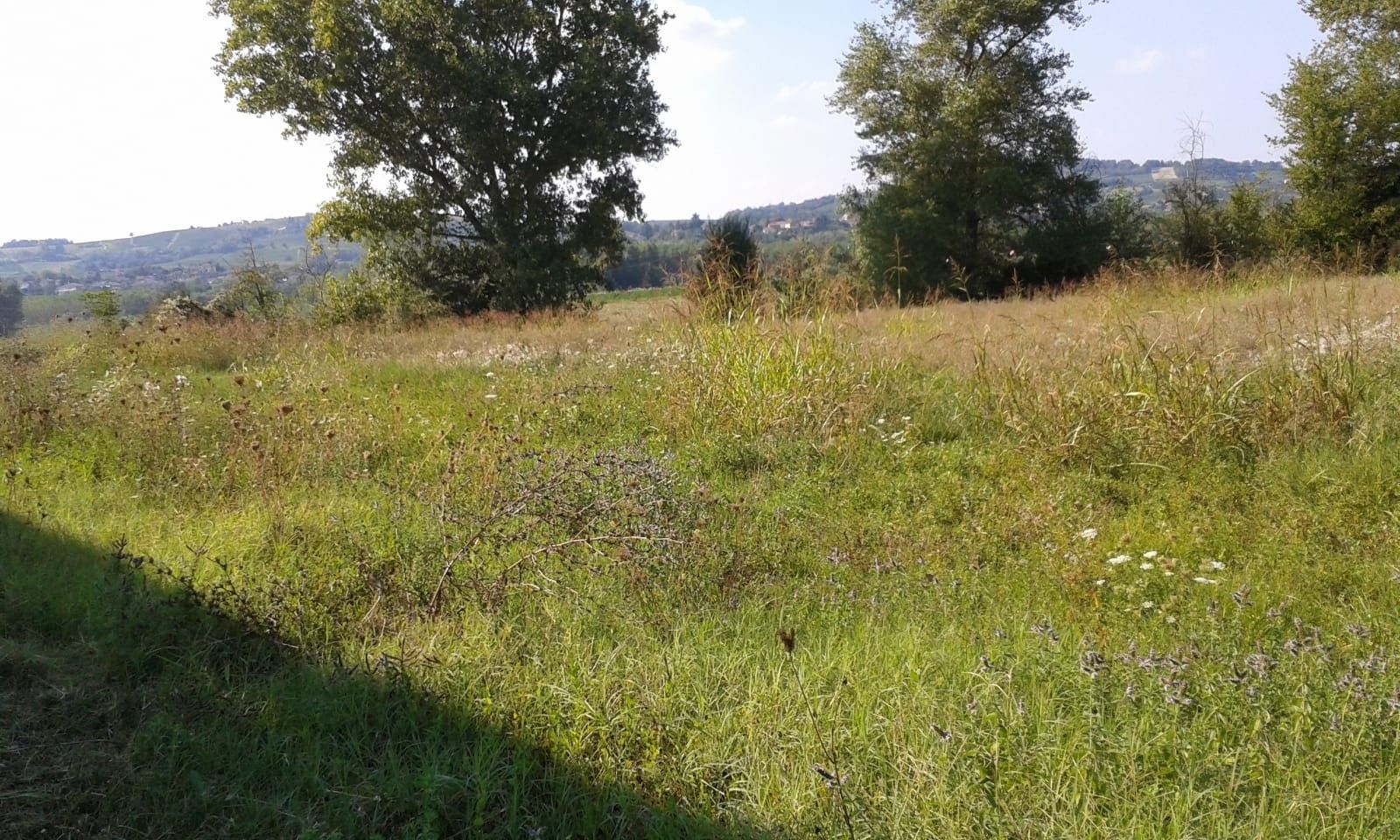 Terreno Agricolo Strevi 