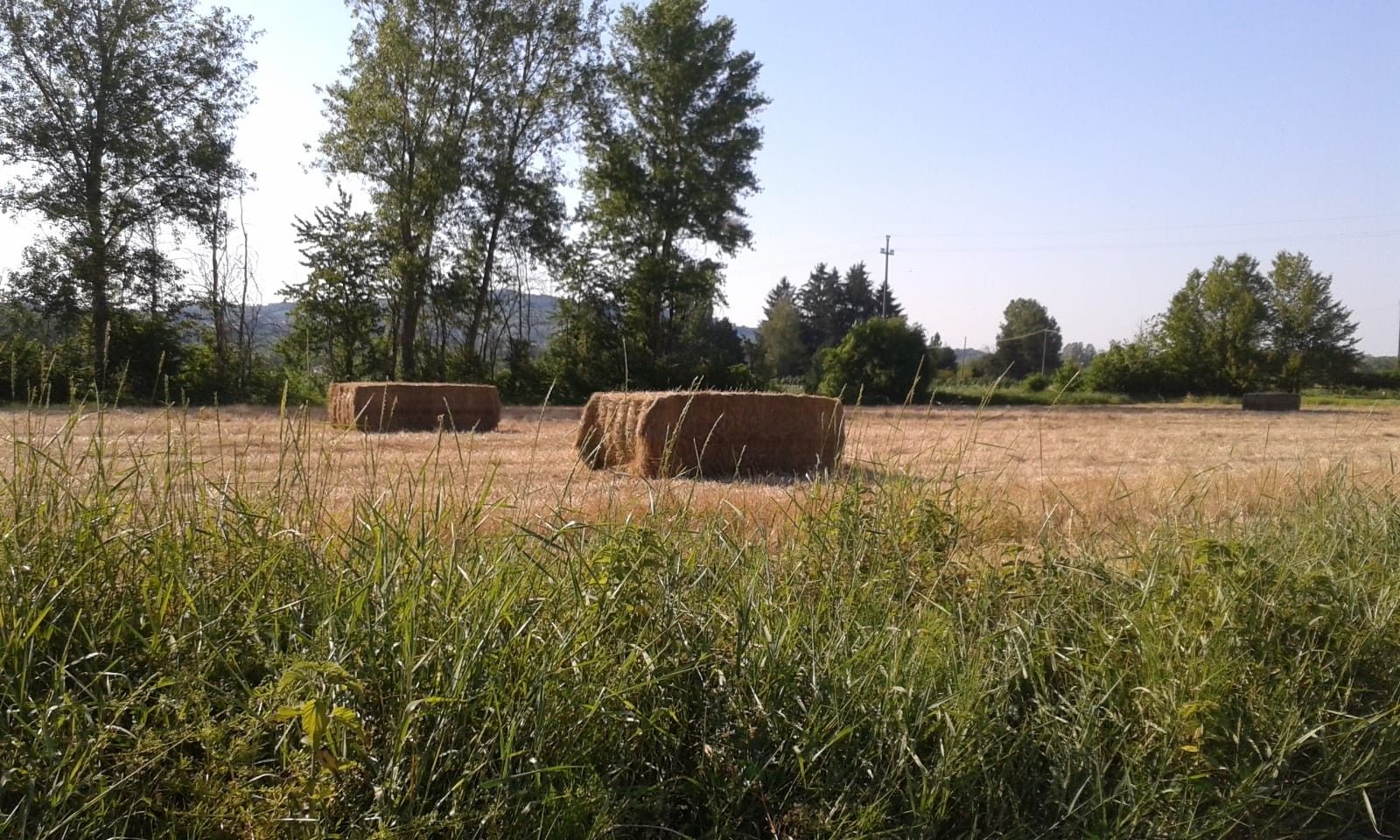 Terreno Agricolo Strevi 