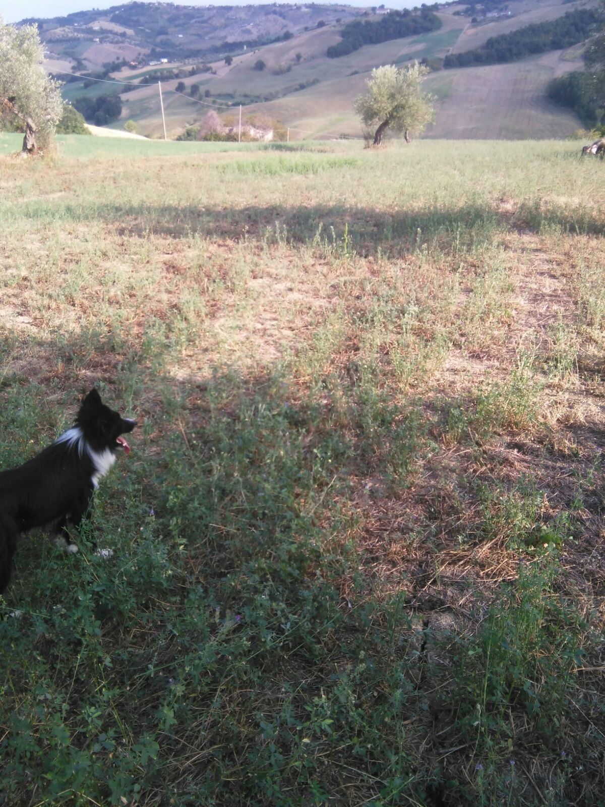 Terreno Agricolo Penne 