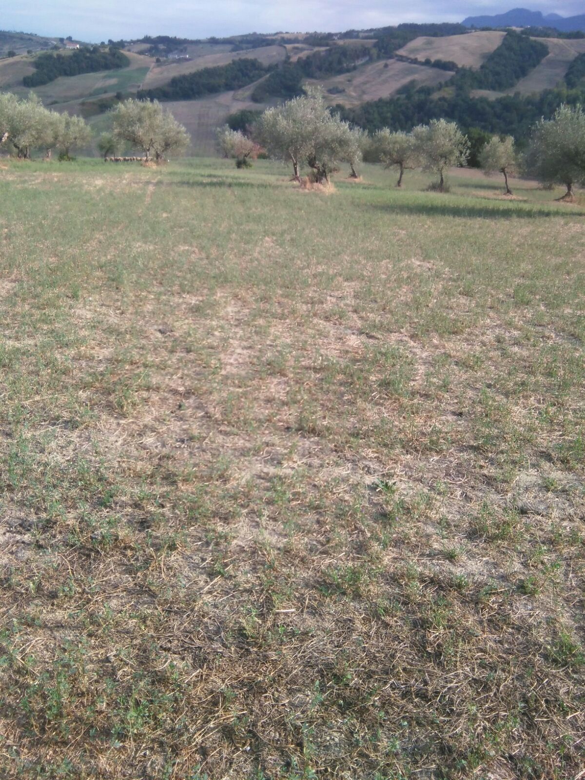 Terreno Agricolo Penne 