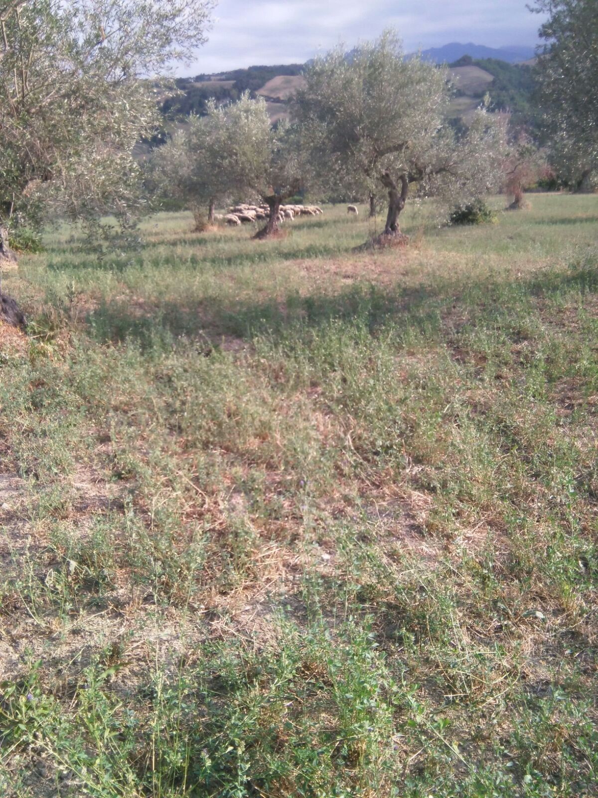 Terreno Agricolo Penne 