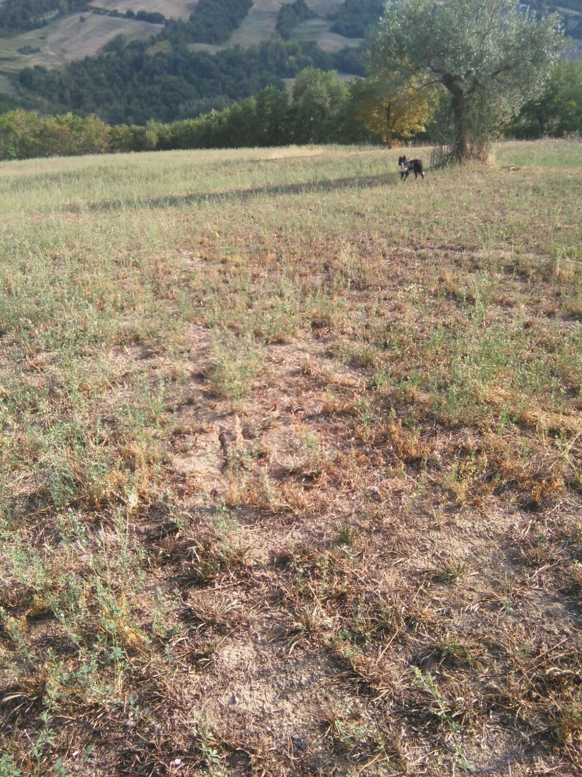 Terreno Agricolo Penne 