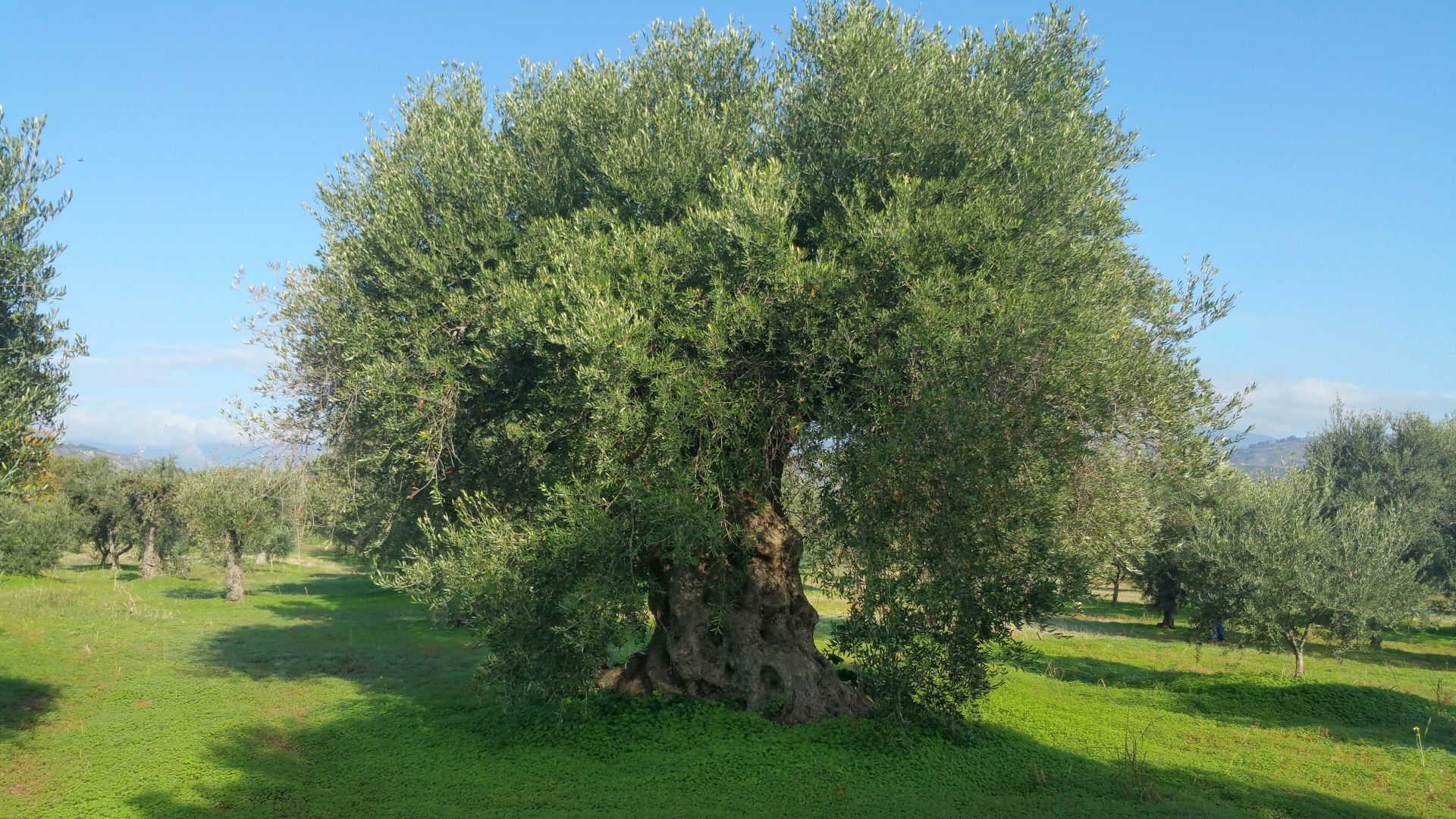 Terreno Agricolo Castrovillari 