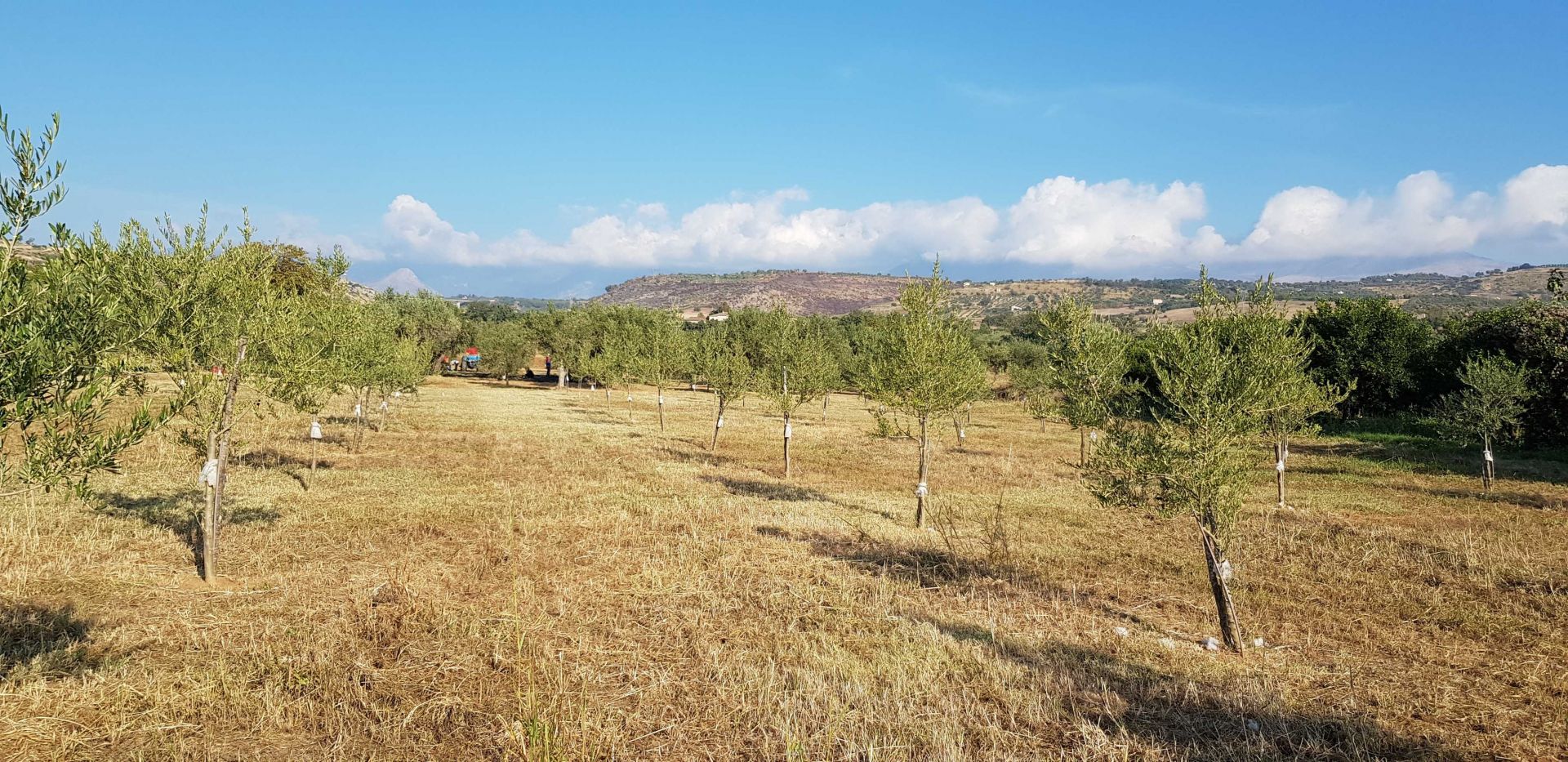 Terreno Agricolo Castrovillari 