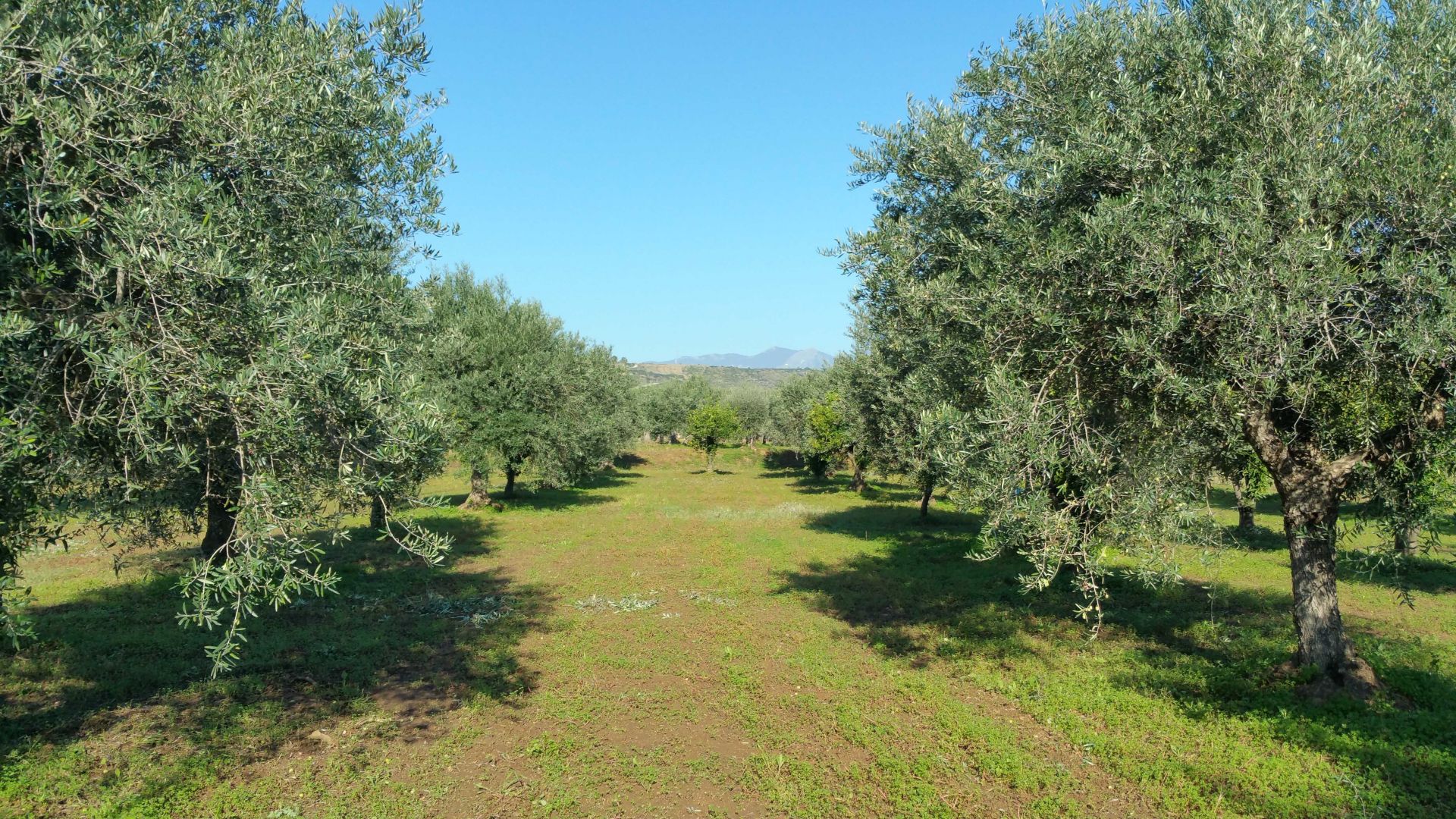 Terreno Agricolo Castrovillari 