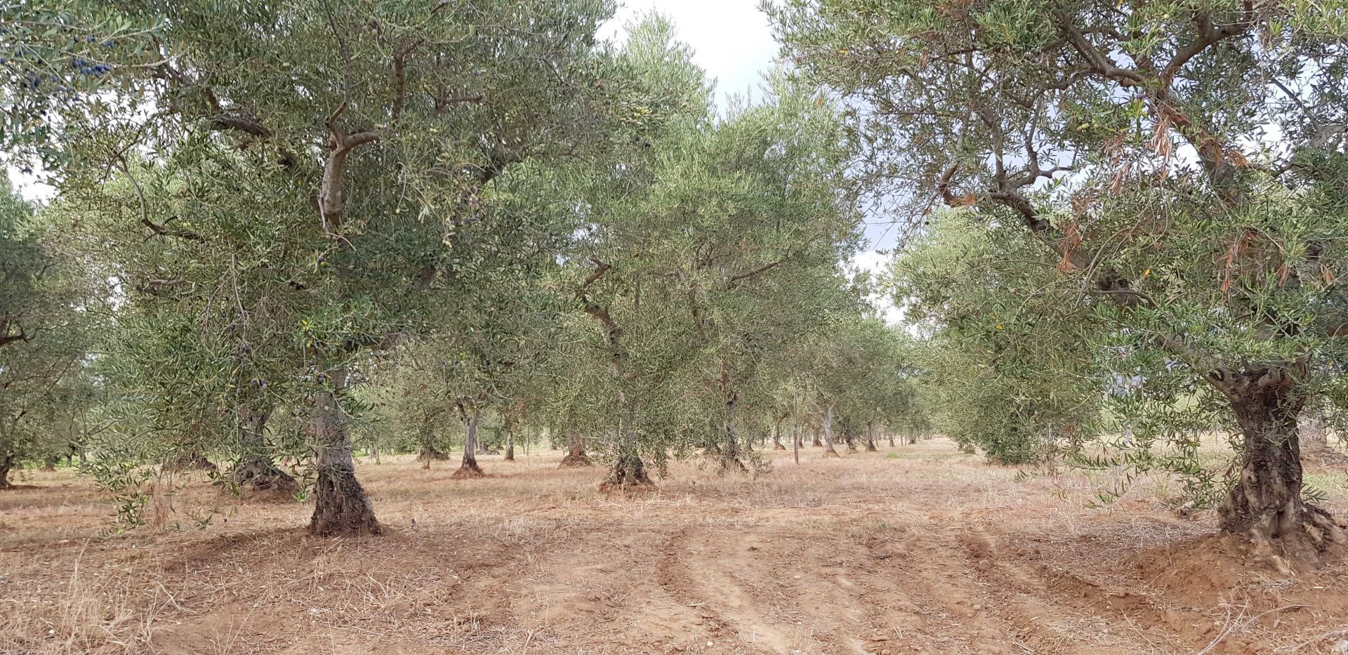 Terreno Agricolo Castrovillari 